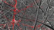 neurons